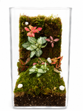 Terrarium tropical foret suspendue
