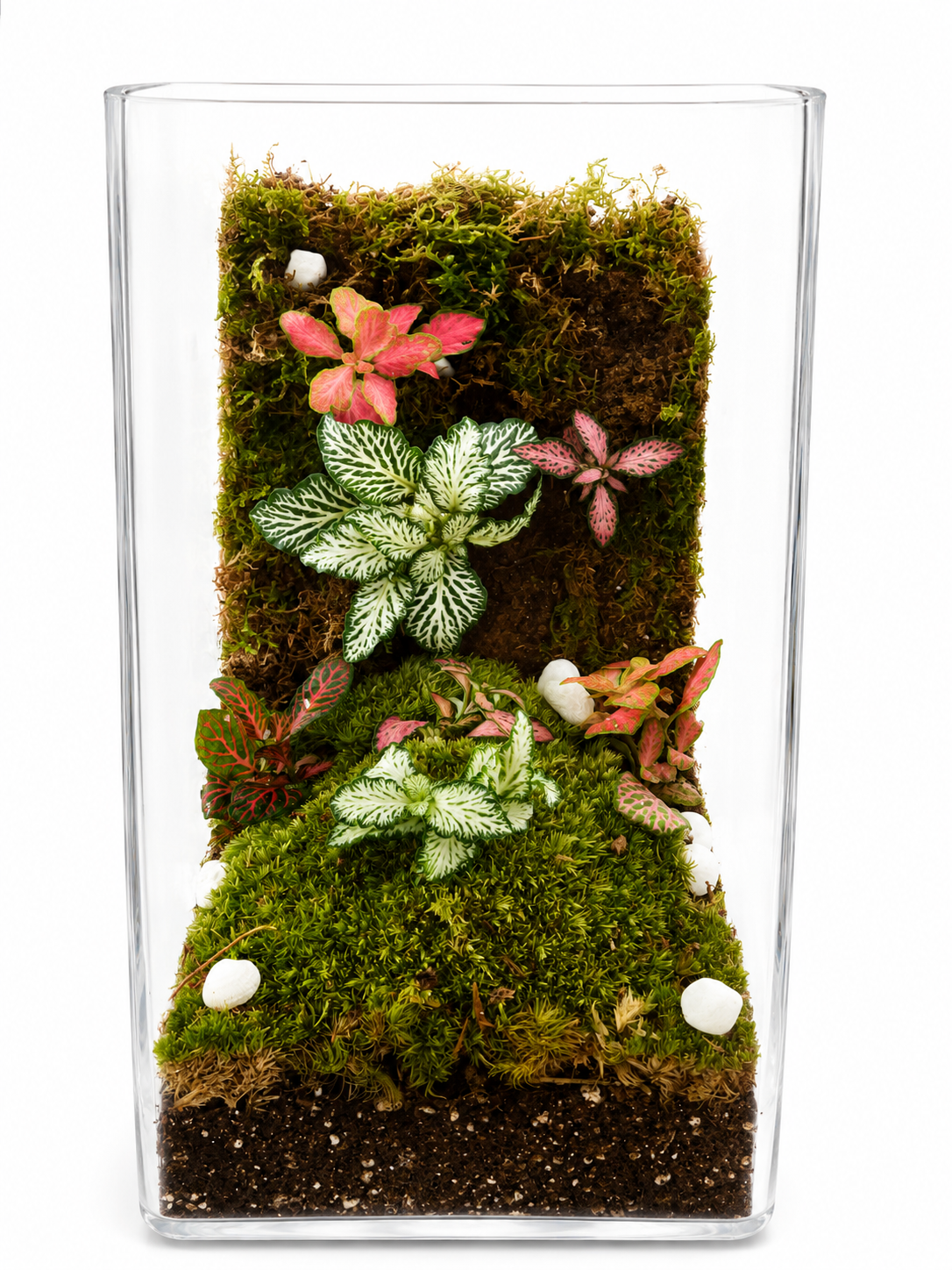 Terrarium tropical foret suspendue