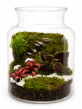 Terrarium Tropical jardin suspendu