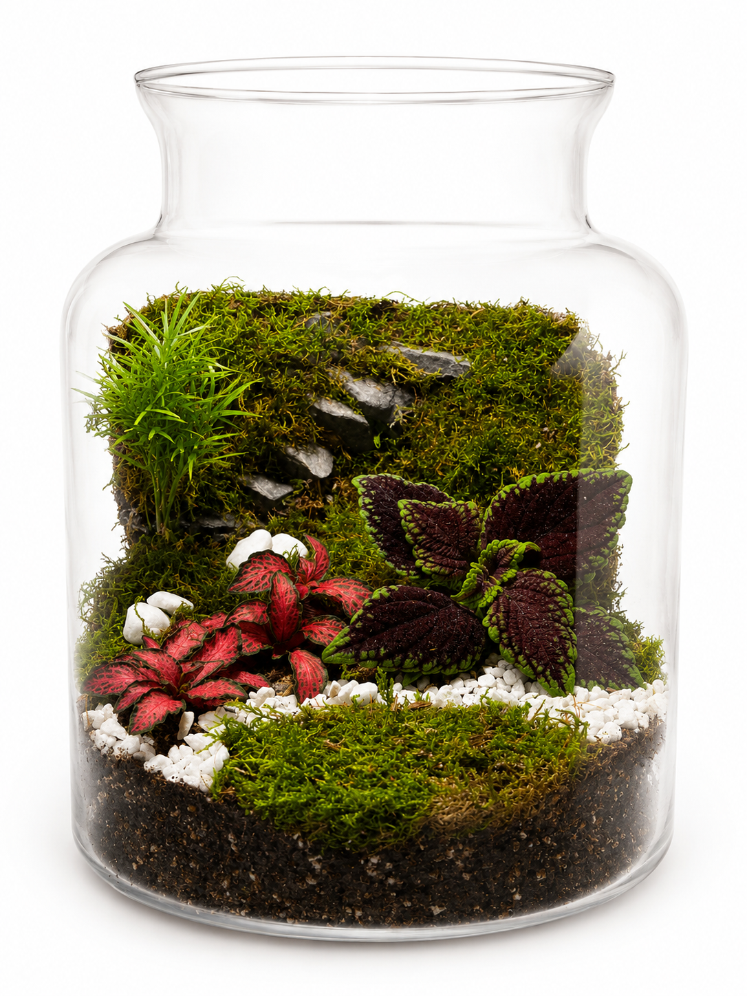 Terrarium Tropical jardin suspendu