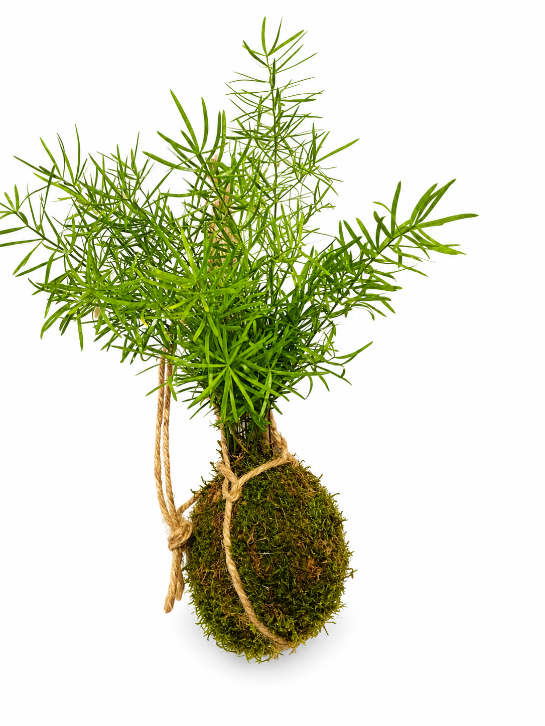 Kokedama Asparagus nuage japonais