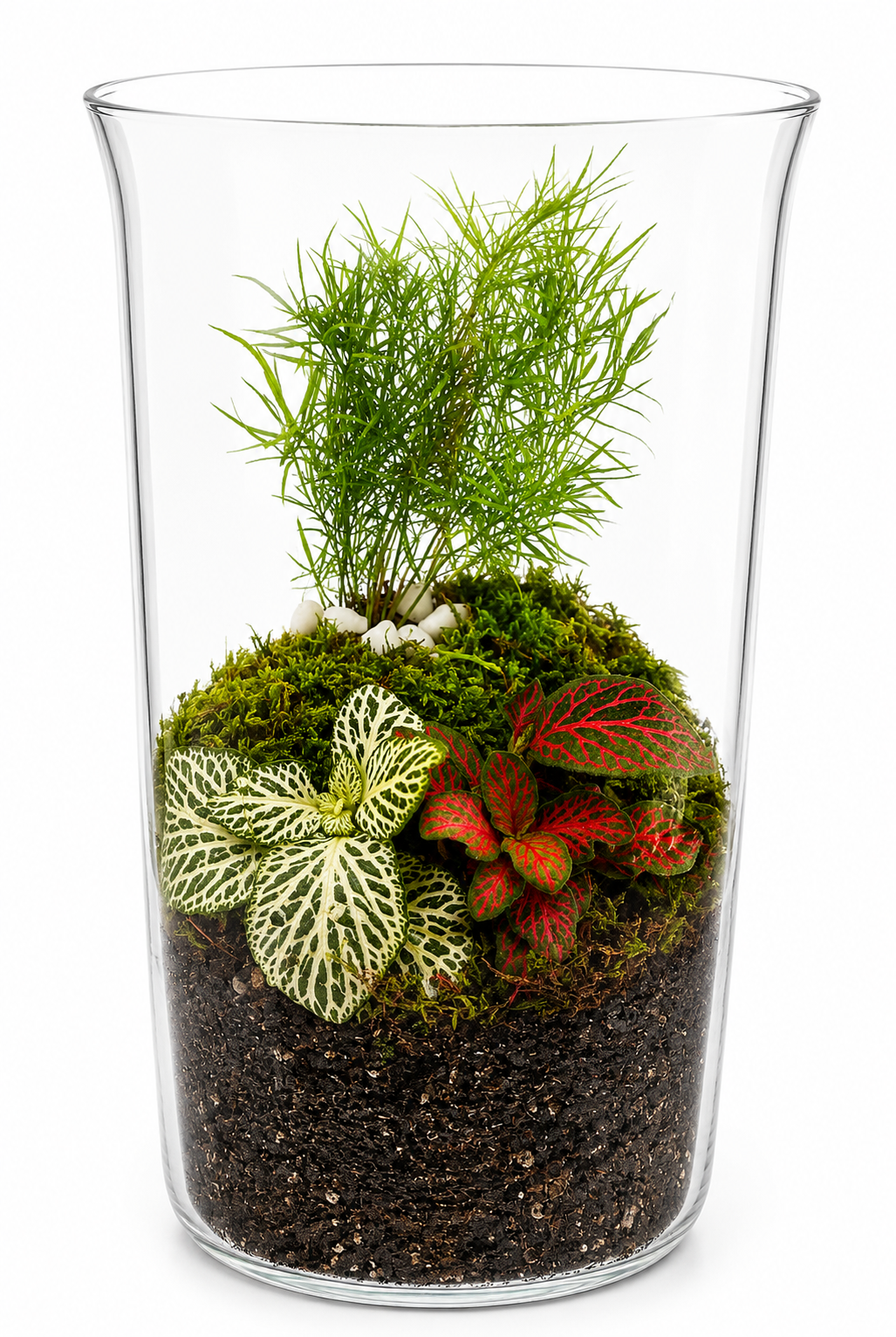 Terrarium tropical "Asparagus aérien"